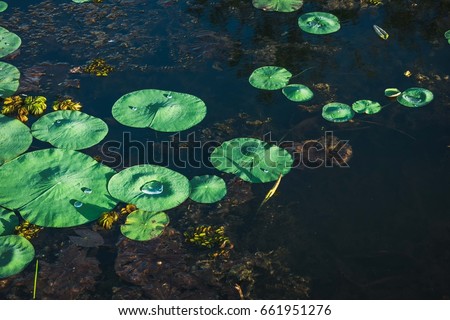 Lotus Leaves pond