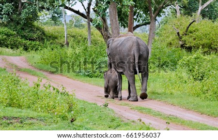 Mother and baby elephant in bandipur,Karnataka,India
