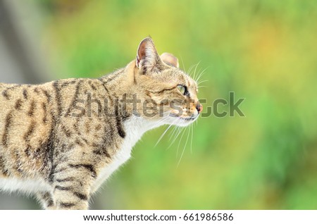 The Cat on silver roof  under a strong sun with a smooth green background