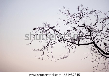 Abstract bare tree branches, sky sunset 
