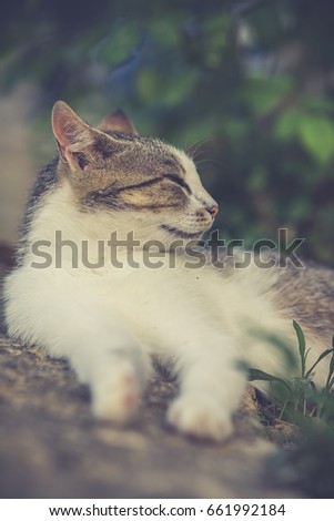 Portrait a cat