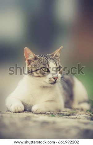 Portrait a cat