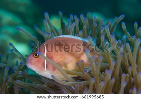 Underwater picture of Pink Skunk Clownfish (Amphiprion perideraion)