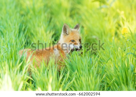 The picture shows a fox on the grass