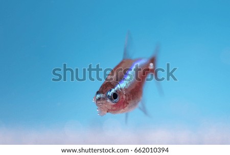 Aquarium fish, neon