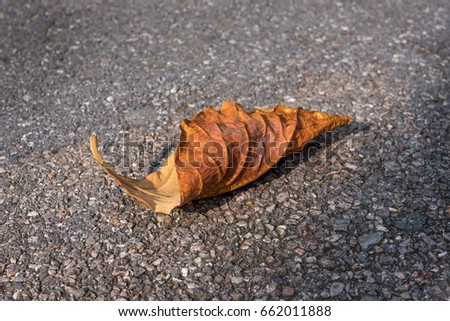 Died leaf on the floor background