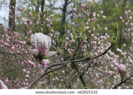 Magnolia tree
