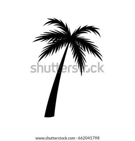 silhouette palm tree tropical natural