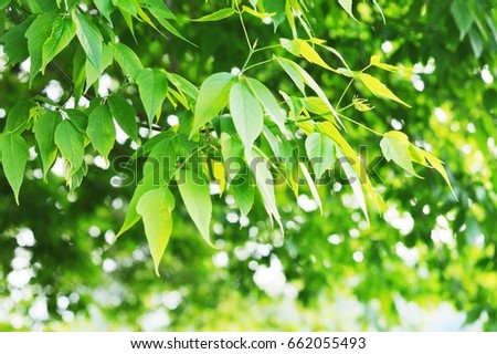 Green foliage in sunlight. Summer tree close-up. Stock nature photography. Trendy color greenery