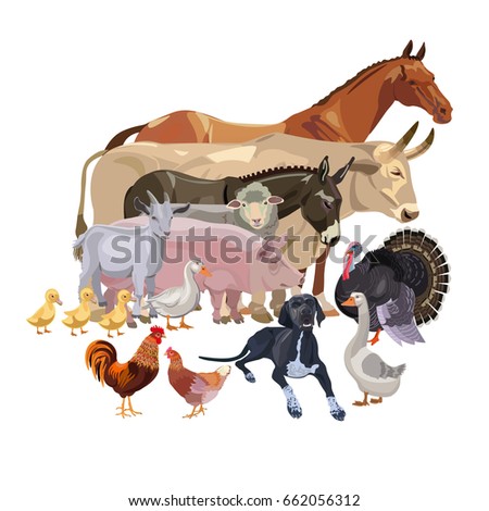 Set of vector farm animals in various poses on the white background