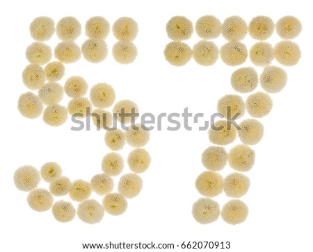 Arabic numeral 57, fifty seven, from cream flowers of chrysanthemum, isolated on white background