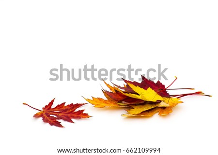 maple autumn leaves isolated on white