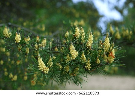 blooming pine