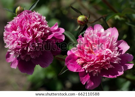 Blossoming peonies in a flowerbed.