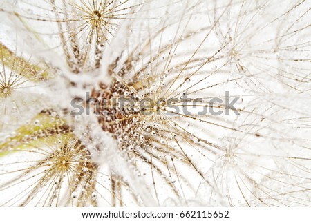 Isolated dandelion with dew as background. Close-up of dewdrop on the head of dandelion.