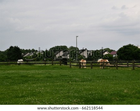 Corral for horses


