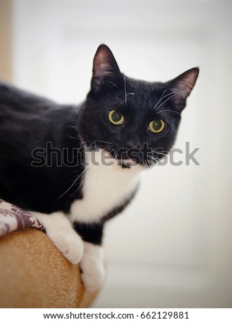 Portrait of a domestic cat, black-and-white color.