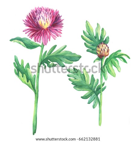 The branch flowering pink spotted knapweed  (names: Centaurea maculosa, whitewash cornflower, meadow thistle), isolated on white background. Watercolor hand drawn painting illustration.