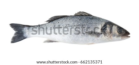 Raw sea bass fish isolated on white background Royalty-Free Stock Photo #662135371