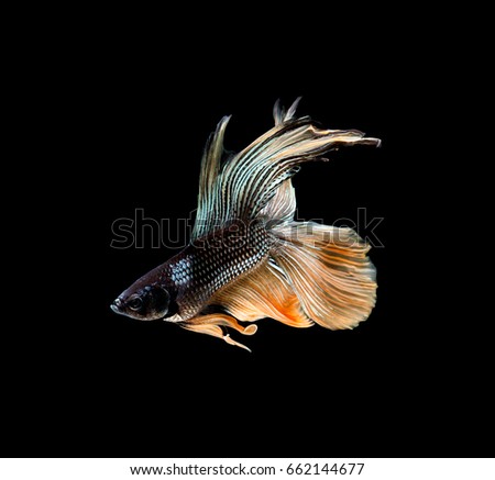 Betta fish siamese fighting fish betta splendens isolated on black background