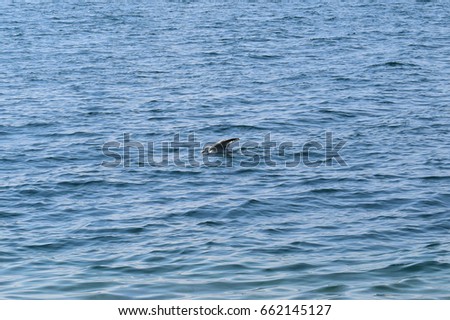 Seagull on the surface of the water cleans feathers (Lake Garda)