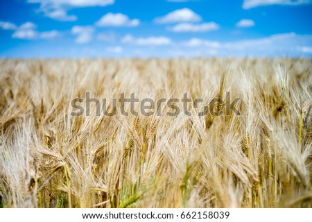 Golden mature and ripe wheat field ready for harvest under a summer blue sky with white clouds.
