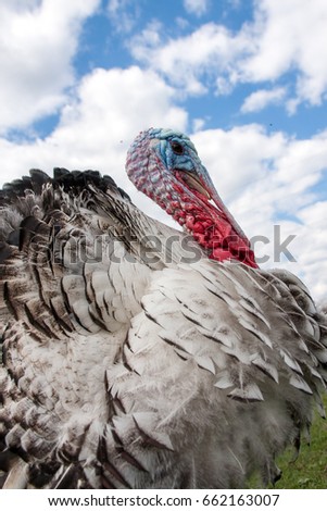 turkey male or gobbler closeup on the blue sky background