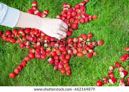 A process of  laying out canadian flag with maple leaf made of strawberries on a green lawn to celebrate Canada Day.