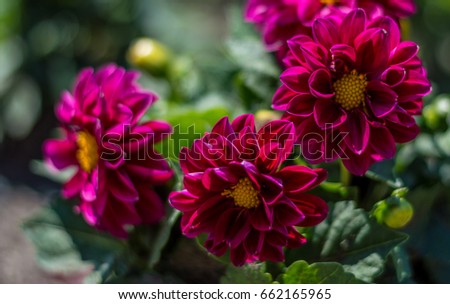 Red Chrysanthemum flowers isolated close up photography.  Red Chrysanthemum flower and close up photography. Macro photo of a Red Chrysanthemum flowers with shallow depth of field.