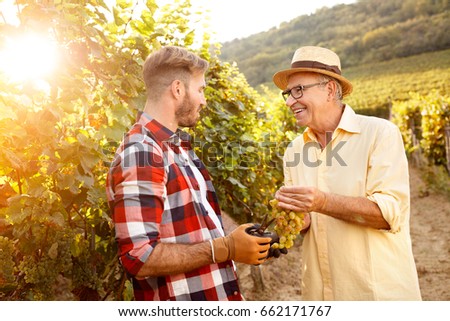 smiling father and son harvesting grapes from the vines
