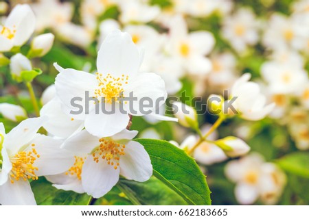 Flowering bush of jasmine