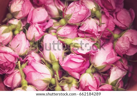 Damask rosebuds