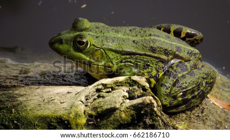 A green frog in the pond is watching you