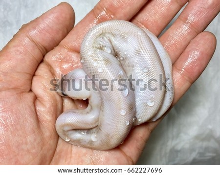 A closeup pictures of baby champagne pastel ball python in the hand.