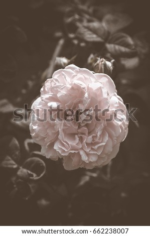 Rose Vintage Flowers In warm tones