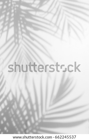 abstract background of shadows palm leaves on a white wall. White and Black