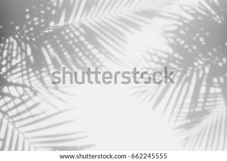 abstract background of shadows palm leaves on a white wall. White and Black Royalty-Free Stock Photo #662245555
