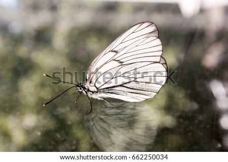 Butterfly on the glass with its reflection. White cabbage. Photo for your design.
