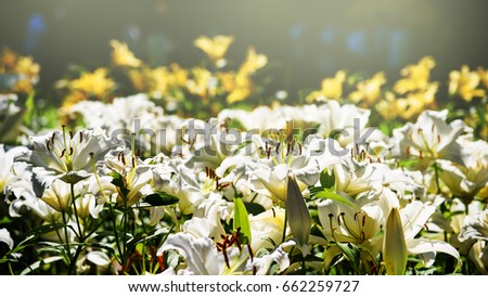 White lily flowers touching sunlight in the morning, Garden and park