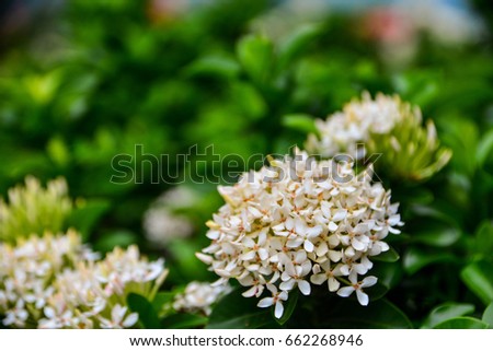 white ixora flowers close up