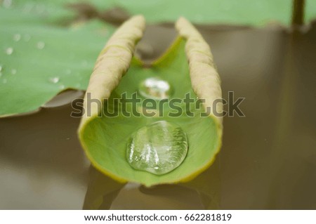 Green leaf water lily and water Drops on a lotus leaf in daylight with selective focus.