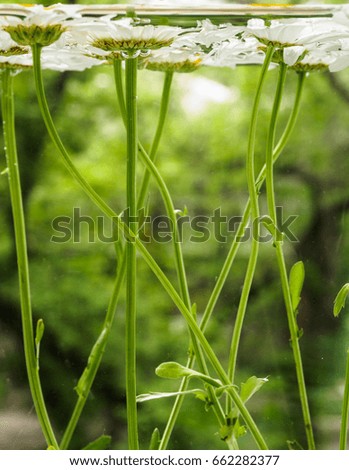 White field daisies floating in the water. Photo chamomile flowers on the bottom, underwater, closeup with blurred background and shallow depth of field. Environmental background.