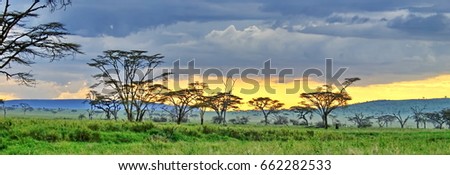 Acacia trees on the plain at sunset in Serengeti National Park, Tanzania Royalty-Free Stock Photo #662282533