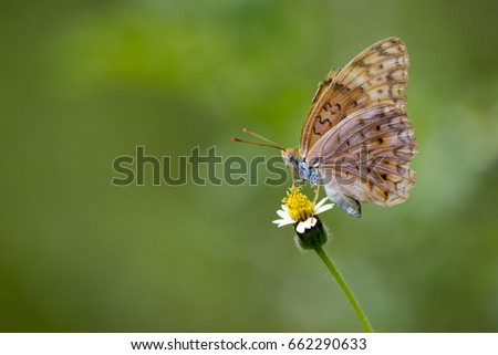 Image of a butterfly on nature background. Insect Animal