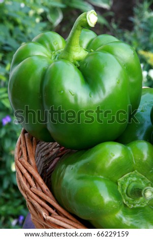 Freshness green pepper just from garden
