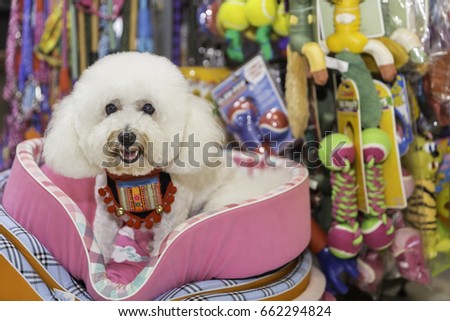 White poodle sitting in pet store