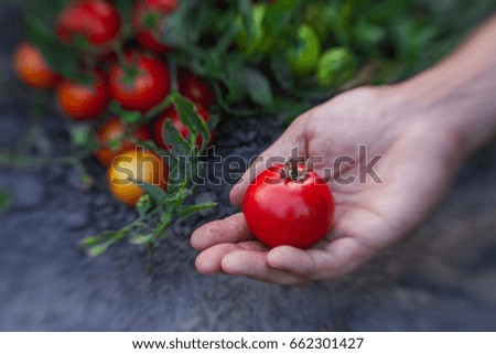 Farmers hands with freshly harvested tomatoes.
