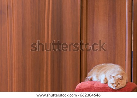 Picture of a cozy cat furry cat on the soft sofa, a lot of space for the background wooden racks.