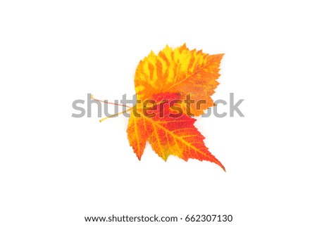 yellow and red leaves closeup