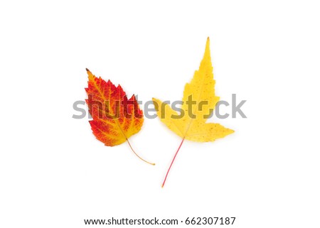 red and yellow bright maple leaves